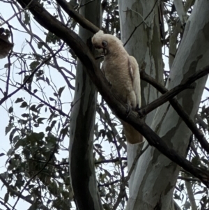 Cacatua sanguinea at Kangaroo Valley, NSW - suppressed