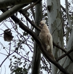 Cacatua sanguinea at Kangaroo Valley, NSW - 25 Nov 2023