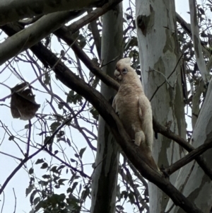 Cacatua sanguinea at Kangaroo Valley, NSW - suppressed