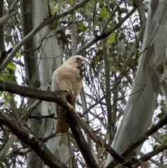 Cacatua sanguinea at Kangaroo Valley, NSW - suppressed