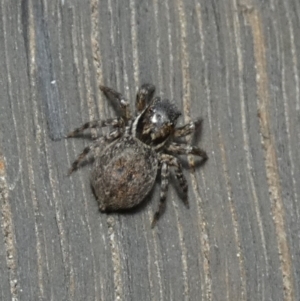 Maratus griseus at Boro - 22 Nov 2023