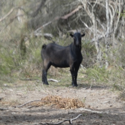 Capra hircus (Wild Goat) at QPRC LGA - 22 Nov 2023 by Paul4K