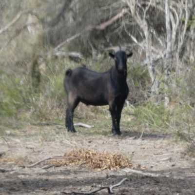Capra hircus (Goat) at Borough, NSW - 22 Nov 2023 by Paul4K