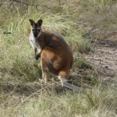 Notamacropus rufogriseus (Red-necked Wallaby) at Borough, NSW - 22 Nov 2023 by Paul4K