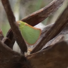 Siphanta acuta (Green planthopper, Torpedo bug) at QPRC LGA - 22 Nov 2023 by Paul4K