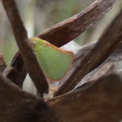 Siphanta acuta (Green planthopper, Torpedo bug) at Borough, NSW - 22 Nov 2023 by Paul4K