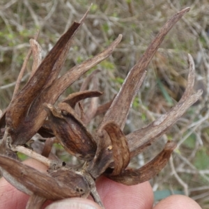 Terobiella sp. (genus) at QPRC LGA - 22 Nov 2023