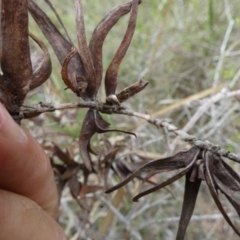 Terobiella sp. (genus) at QPRC LGA - 22 Nov 2023