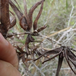 Terobiella sp. (genus) at QPRC LGA - 22 Nov 2023