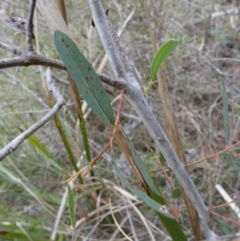 Terobiella sp. (genus) at QPRC LGA - 22 Nov 2023