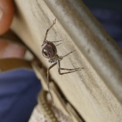Oxyopes sp. (genus) (Lynx spider) at Borough, NSW - 22 Nov 2023 by Paul4K