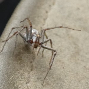 Oxyopes sp. (genus) at QPRC LGA - 22 Nov 2023