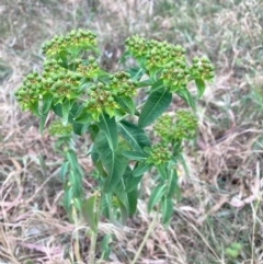 Euphorbia oblongata (Egg-leaf Spurge) at Hackett, ACT - 24 Nov 2023 by waltraud