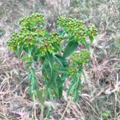 Euphorbia oblongata (Egg-leaf Spurge) at Mount Majura - 24 Nov 2023 by waltraud