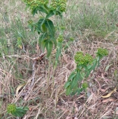 Euphorbia oblongata at Mount Majura - 24 Nov 2023