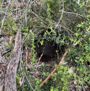 Tachyglossus aculeatus at Yanakie, VIC - 24 Nov 2023 05:02 PM