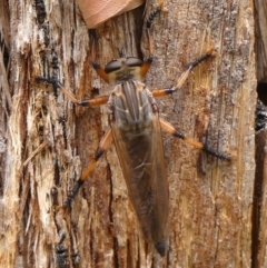 Neoaratus hercules (Herculean Robber Fly) at Woodlands - 22 Nov 2023 by Curiosity