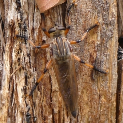 Neoaratus hercules (Herculean Robber Fly) at Woodlands, NSW - 21 Nov 2023 by Curiosity