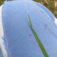 Nassella neesiana (Chilean Needlegrass) at Hackett, ACT - 24 Nov 2023 by waltraud