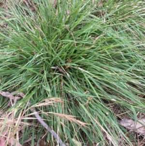 Nassella neesiana at Mount Majura - 24 Nov 2023 05:51 PM