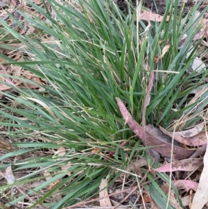 Nassella neesiana at Mount Majura - 24 Nov 2023 05:51 PM