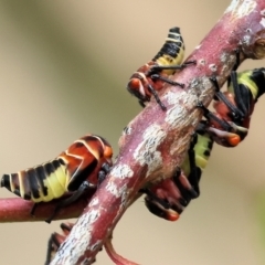 Unidentified Leafhopper or planthopper (Hemiptera, several families) at Wodonga, VIC - 24 Nov 2023 by KylieWaldon