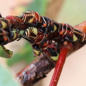 Eurymeloides pulchra at Belvoir Park - 24 Nov 2023 11:50 AM