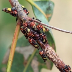 Eurymeloides pulchra at Belvoir Park - 24 Nov 2023 11:50 AM