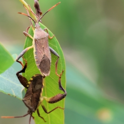 Amorbus alternatus (Eucalyptus Tip Bug) at Wodonga - 24 Nov 2023 by KylieWaldon