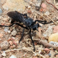 Unidentified Robber fly (Asilidae) at Wodonga, VIC - 24 Nov 2023 by KylieWaldon