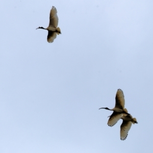 Threskiornis molucca at Wodonga - 24 Nov 2023 11:54 AM