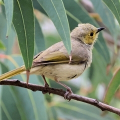 Ptilotula penicillata (White-plumed Honeyeater) at Wodonga - 24 Nov 2023 by KylieWaldon