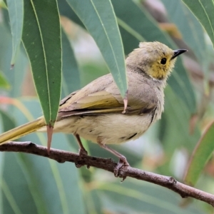 Ptilotula penicillata at Belvoir Park - 24 Nov 2023