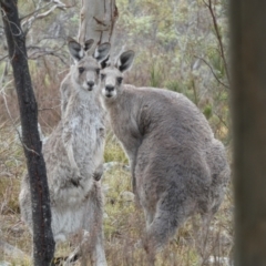 Macropus giganteus (Eastern Grey Kangaroo) at QPRC LGA - 23 Nov 2023 by Paul4K