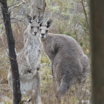 Macropus giganteus (Eastern Grey Kangaroo) at Boro - 23 Nov 2023 by Paul4K