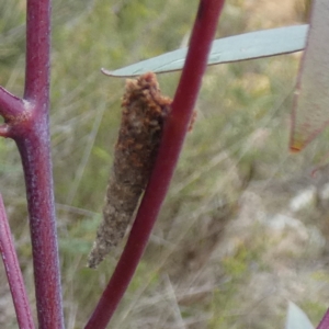 Psychidae (family) IMMATURE at Boro - suppressed