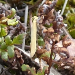 Oecophoridae (family) (Unidentified Oecophorid concealer moth) at Boro - 23 Nov 2023 by Paul4K