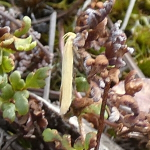 Oecophoridae (family) at QPRC LGA - 23 Nov 2023