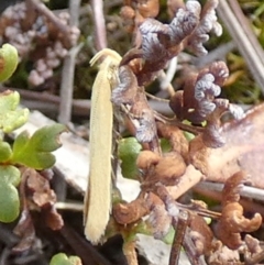 Oecophoridae (family) at QPRC LGA - suppressed