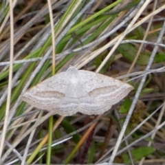 Taxeotis endela (Looper or geometer moth) at QPRC LGA - 23 Nov 2023 by Paul4K