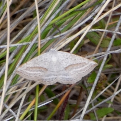 Taxeotis endela (Looper or geometer moth) at QPRC LGA - 23 Nov 2023 by Paul4K