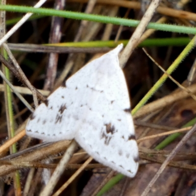 Dichromodes estigmaria (Pale Grey Heath Moth) at Boro - 23 Nov 2023 by Paul4K