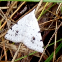 Dichromodes estigmaria at QPRC LGA - 24 Nov 2023