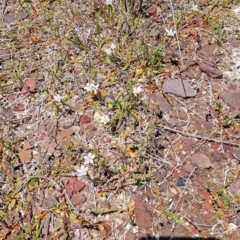 Samolus repens (Creeping Brookweed) at Green Cape, NSW - 23 Nov 2023 by LPadg