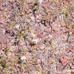 Samolus repens at Ben Boyd National Park - 23 Nov 2023 11:58 AM