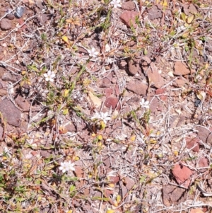 Samolus repens at Beowa National Park - 23 Nov 2023 11:58 AM