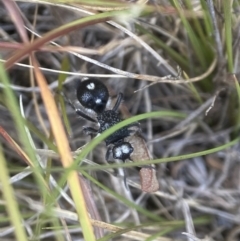 Bothriomutilla rugicollis (Mutillid wasp or velvet ant) at Tallong, NSW - 22 Nov 2023 by AJB