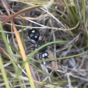 Bothriomutilla rugicollis at Tallong, NSW - 22 Nov 2023 12:16 PM