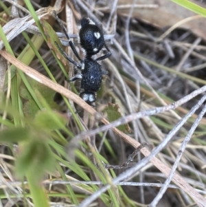 Bothriomutilla rugicollis at Tallong, NSW - 22 Nov 2023 12:16 PM