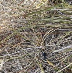 Bothriomutilla rugicollis at Tallong, NSW - 22 Nov 2023 12:16 PM